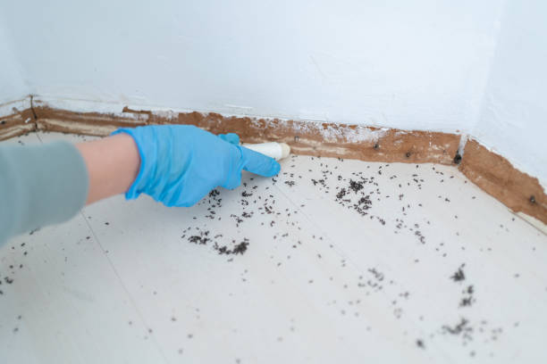 Best Bed Bug Extermination  in Auburn, IL